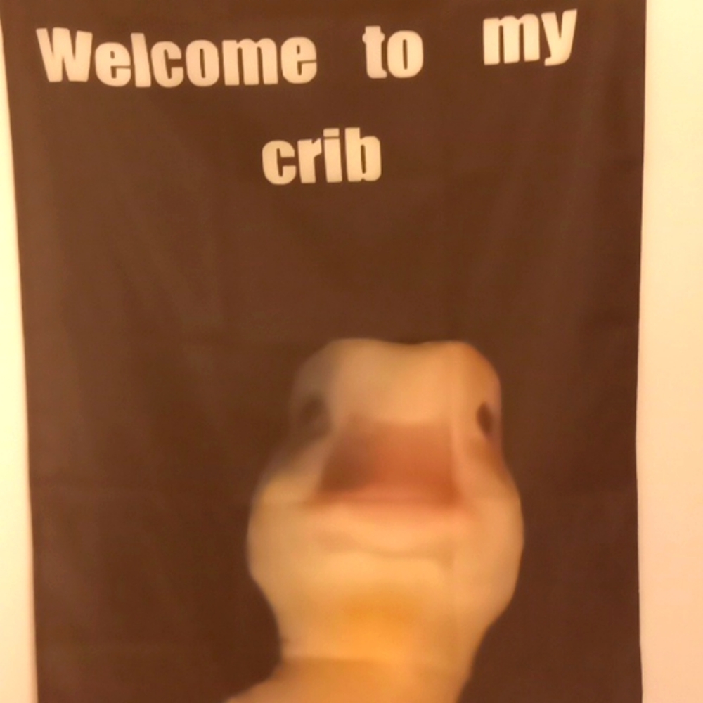 Duck poster
